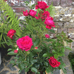 Vibrato Rose Seedlings Flower Seeds Perennial Growing Bonsai Corms Tubers Potted Planting Reblooming Fragrant Garden Roots Rhizomes Species Blooms Plant Bulbs Gardening Tree