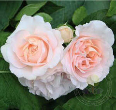 Claire Renaissance Rose Plant Seedlings Flower Seeds Perennial Growing Bonsai Corms Tubers Potted Planting Reblooming Fragrant Garden Roots Rhizomes Species Blooms Bulbs Gardening Tree
