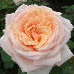 What are you doing Rose Plant Seedlings Flower Seeds Perennial Growing Bonsai Corms Tubers Potted Planting Reblooming Fragrant Garden Roots Rhizomes Species Blooms Bulbs Gardening Tree