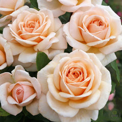 What are you doing Rose Plant Seedlings Flower Seeds Perennial Growing Bonsai Corms Tubers Potted Planting Reblooming Fragrant Garden Roots Rhizomes Species Blooms Bulbs Gardening Tree