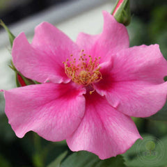 Sieuin pink Rose Seedlings Flower Seeds Perennial Growing Bonsai Corms Tubers Potted Planting Reblooming Fragrant Garden Roots Rhizomes Species Blooms Plant Bulbs Gardening Tree