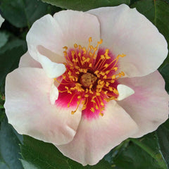 Si yu in red Rose Seedlings Flower Seeds Perennial Growing Bonsai Corms Tubers Potted Planting Reblooming Fragrant Garden Roots Rhizomes Species Blooms Plant Bulbs Gardening Tree - Seedsplant