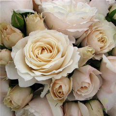 Princess astrid of Belgium Rose Seedlings Flower Seeds Perennial Growing Bonsai Corms Tubers Potted Planting Reblooming Fragrant Garden Roots Rhizomes Species Blooms Plant Bulbs Gardening Tree