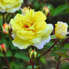 Nadia zerouali Rose Seedlings Flower Seeds Perennial Growing Bonsai Corms Tubers Potted Planting Reblooming Fragrant Garden Roots Rhizomes Species Blooms Plant Bulbs Gardening Tree