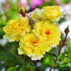 Nadia zerouali Rose Seedlings Flower Seeds Perennial Growing Bonsai Corms Tubers Potted Planting Reblooming Fragrant Garden Roots Rhizomes Species Blooms Plant Bulbs Gardening Tree