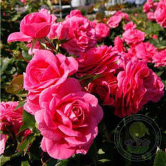 Lea Renaissance Rose Seedlings Flower Seeds Perennial Growing Bonsai Corms Tubers Potted Planting Reblooming Fragrant Garden Roots Rhizomes Species Blooms Plant Bulbs Gardening Tree - Seedsplant