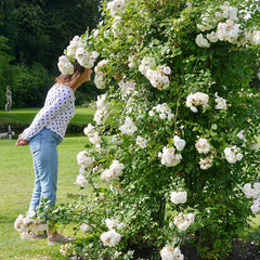 Perfume drims pletisa Rose Seedlings Flower Seeds Perennial Growing Bonsai Corms Tubers Potted Planting Reblooming Fragrant Garden Roots Rhizomes Species Blooms Plant Bulbs Gardening Tree