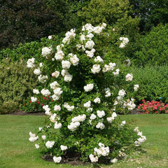 Perfume drims pletisa Rose Seedlings Flower Seeds Perennial Growing Bonsai Corms Tubers Potted Planting Reblooming Fragrant Garden Roots Rhizomes Species Blooms Plant Bulbs Gardening Tree