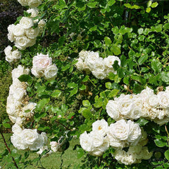 Perfume drims pletisa Rose Seedlings Flower Seeds Perennial Growing Bonsai Corms Tubers Potted Planting Reblooming Fragrant Garden Roots Rhizomes Species Blooms Plant Bulbs Gardening Tree