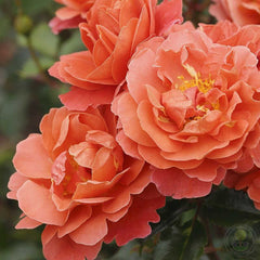 Theodor Fontane Rose Rose Seedlings Flower Seeds Perennial Growing Bonsai Corms Tubers Potted Planting Reblooming Fragrant Garden Roots Rhizomes Species Blooms Plant Bulbs Gardening Tree