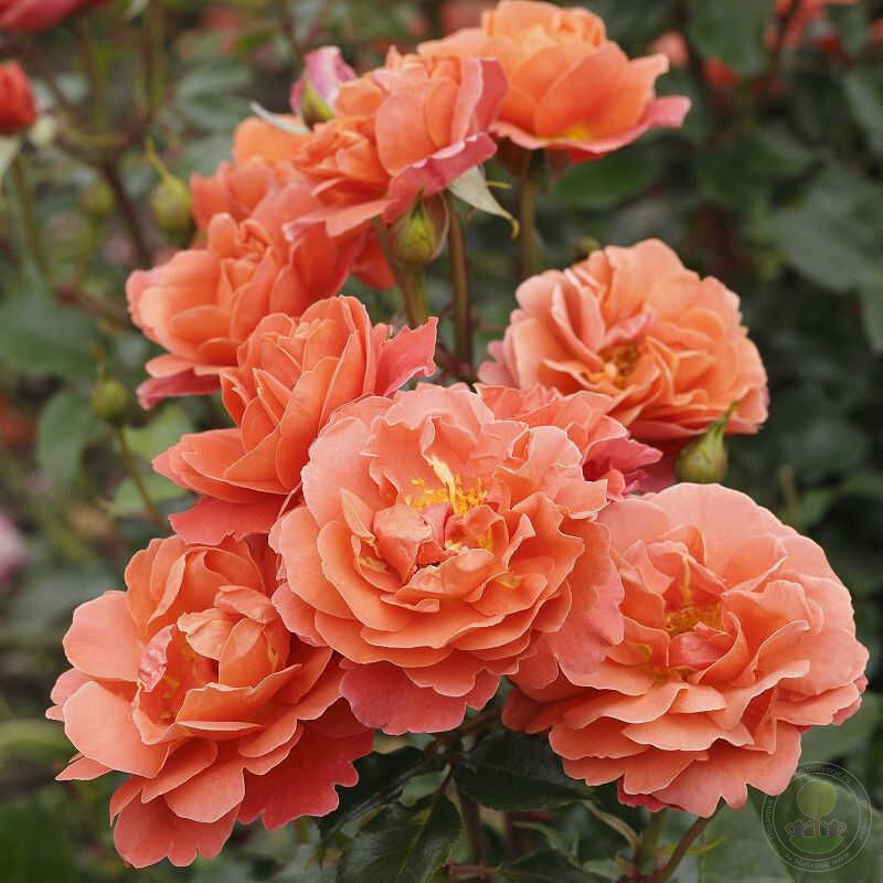 Theodor Fontane Rose Rose Seedlings Flower Seeds Perennial Growing ...