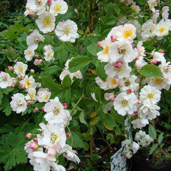 Dentelle de Bruges Rose Seedlings Flower Seeds Perennial Growing Bonsai Corms Tubers Potted Planting Reblooming Fragrant Garden Roots Rhizomes Species Blooms Plant Bulbs Gardening Tree - Seedsplant