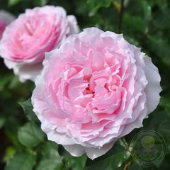 Euridice Rose Seedlings Flower Seeds Perennial Growing Bonsai Corms Tubers Potted Planting Reblooming Fragrant Garden Roots Rhizomes Species Blooms Plant Bulbs Gardening Tree