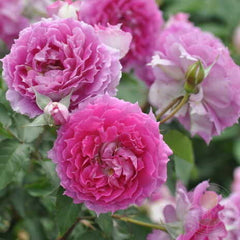 Sheherazade Rose Seedlings Flower Seeds Perennial Growing Bonsai Corms Tubers Potted Planting Reblooming Fragrant Garden Roots Rhizomes Species Blooms Plant Bulbs Gardening Tree