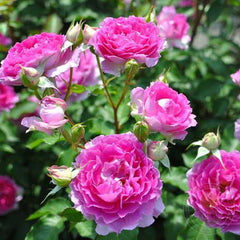 Sheherazade Rose Seedlings Flower Seeds Perennial Growing Bonsai Corms Tubers Potted Planting Reblooming Fragrant Garden Roots Rhizomes Species Blooms Plant Bulbs Gardening Tree