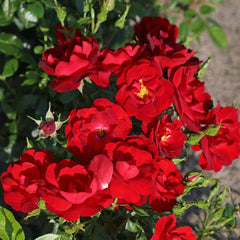 Cayen Rose Seedlings Flower Seeds Perennial Growing Bonsai Corms Tubers Potted Planting Reblooming Fragrant Garden Roots Rhizomes Species Blooms Plant Bulbs Gardening Tree