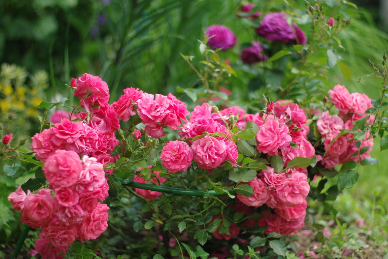 Bonapart Rose Seedlings Flower Seeds Perennial Growing Bonsai Corms Tubers Potted Planting Reblooming Fragrant Garden Roots Rhizomes Species Blooms Plant Bulbs Gardening Tree - Seedsplant