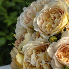 Nothomb Rose Seedlings Flower Seeds Perennial Growing Bonsai Corms Tubers Potted Planting Reblooming Fragrant Garden Roots Rhizomes Species Blooms Plant Bulbs Gardening Tree