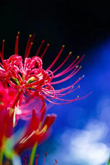 Lycoris Spider Lilies Bulbs Radiata Hurricane Lily Cluster Amayllis Growing Bonsai Roots Rhizomes Corms Tubers Potted Planting Reblooming Fragrant Garden Species Blooms Flower Seeds Plant Gardening