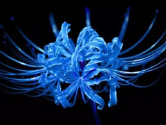 does blue spider lily exist Rare Blue Lycoris Spider Lilies Bulbs Radiata Hurricane Lily Cluster Amayllis Growing Bonsai Roots Rhizomes Corms Tubers Potted Planting Reblooming Fragrant Garden Species Blooms Flower Seeds Plant Gardening