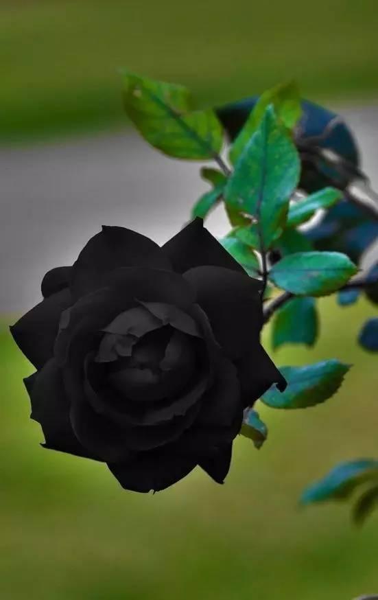 Black Climbing Rose Seedlings Flower Seeds Perennial Growing Bonsai Corms Tubers Potted Planting Reblooming Fragrant Garden Roots Rhizomes Species Blooms Plant Bulbs Gardening Tree - Seedsplant
