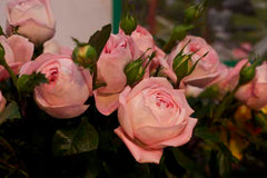 Voyage Rose Seedlings Flower Seeds Perennial Growing Bonsai Corms Tubers Potted Planting Reblooming Fragrant Garden Roots Rhizomes Species Blooms Plant Bulbs Gardening Tree