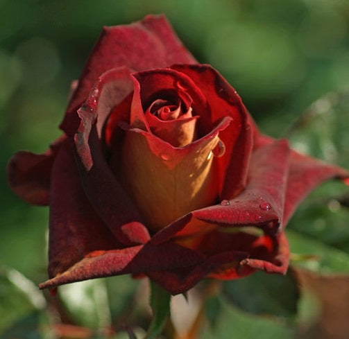 Dark Knigh Rose Seedlings Flower Seeds Perennial Growing Bonsai Corms Tubers Potted Planting Reblooming Fragrant Garden Roots Rhizomes Species Blooms Plant Bulbs Gardening Tree