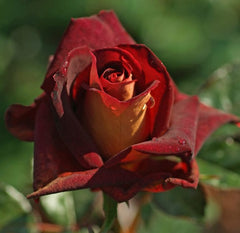 Black Gold Rose Seedlings Flower Seeds Perennial Growing Bonsai Corms Tubers Potted Planting Reblooming Fragrant Garden Roots Rhizomes Species Blooms Plant Bulbs Gardening Tree