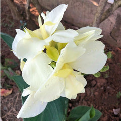 Alaska Canna Bulbs Perennial Growing Bonsai Roots Rhizomes Corms Tubers Potted Planting Reblooming Fragrant Garden Species Blooms Flower Seeds Plant Gardening