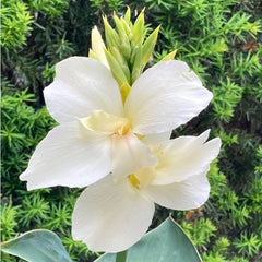 Alaska Canna Bulbs Perennial Growing Bonsai Roots Rhizomes Corms Tubers Potted Planting Reblooming Fragrant Garden Species Blooms Flower Seeds Plant Gardening