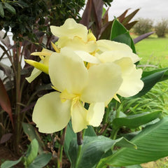 Alaska Canna Bulbs Perennial Growing Bonsai Roots Rhizomes Corms Tubers Potted Planting Reblooming Fragrant Garden Species Blooms Flower Seeds Plant Gardening