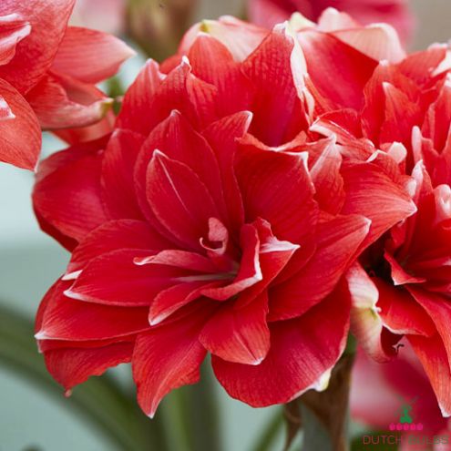 Amaryllis (Hippeastrum) Double Dream Blooms Species Growing Bonsai Bulbs Roots Rhizomes Corms Tubers Potted Planting Reblooming Fragrant Garden Flower Seeds Plant  Size 12-16cm