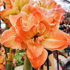 Amaryllis (Hippeastrum) Exotic Nymph Blooms Species Growing Bonsai Bulbs Roots Rhizomes Corms Tubers Potted Planting Reblooming Fragrant Garden Flower Seeds Plant  Size 12-16cm