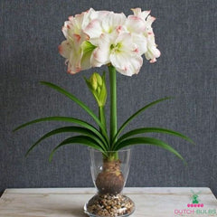 Amaryllis (Hippeastrum) Amadeus Candy Blooms Species Growing Bonsai Bulbs Roots Rhizomes Corms Tubers Potted Planting Reblooming Fragrant Garden Flower Seeds Plant  Size 12-16cm