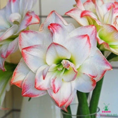 Amaryllis (Hippeastrum) Amadeus Candy Blooms Species Growing Bonsai Bulbs Roots Rhizomes Corms Tubers Potted Planting Reblooming Fragrant Garden Flower Seeds Plant  Size 12-16cm