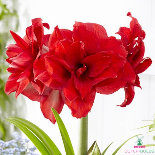 Amaryllis (Hippeastrum) Amarantia Blooms Species Growing Bonsai Bulbs Roots Rhizomes Corms Tubers Potted Planting Reblooming Fragrant Garden Flower Seeds Plant  Size 12-16cm