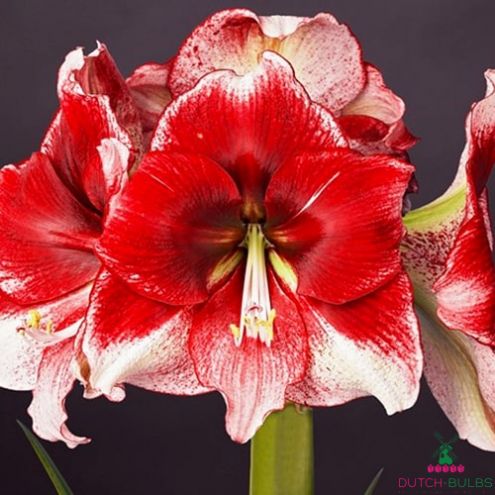 Amaryllis (Hippeastrum) American Dream Blooms Species Growing Bonsai Bulbs Roots Rhizomes Corms Tubers Potted Planting Reblooming Fragrant Garden Flower Seeds Plant  Size 12-16cm