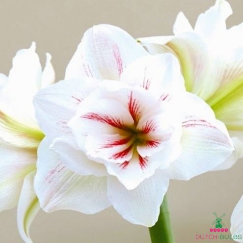 Amaryllis (Hippeastrum) Aquaro Blooms Species Growing Bonsai Bulbs Roots Rhizomes Corms Tubers Potted Planting Reblooming Fragrant Garden Flower Seeds Plant  Size 12-16cm