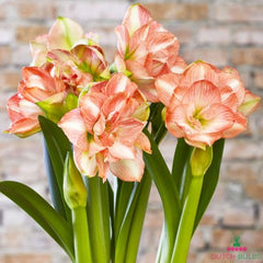 Amaryllis (Hippeastrum) Beautiful Emotion Blooms Species Growing Bonsai Bulbs Roots Rhizomes Corms Tubers Potted Planting Reblooming Fragrant Garden Flower Seeds Plant  Size 12-16cm