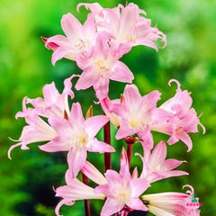 Amaryllis (Hippeastrum) Belladonna Blooms Species Growing Bonsai Bulbs Roots Rhizomes Corms Tubers Potted Planting Reblooming Fragrant Garden Flower Seeds Plant  Size 12-16cm