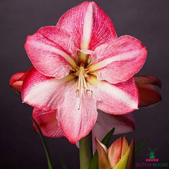 Amaryllis (Hippeastrum) Blossom Grandise Blooms Species Growing Bonsai Bulbs Roots Rhizomes Corms Tubers Potted Planting Reblooming Fragrant Garden Flower Seeds Plant