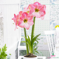 Amaryllis (Hippeastrum) Caprice Blooms Species Growing Bonsai Bulbs Roots Rhizomes Corms Tubers Potted Planting Reblooming Fragrant Garden Flower Seeds Plant  Size 12-16cm