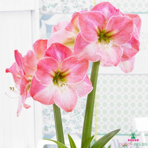 Amaryllis (Hippeastrum) Caprice Blooms Species Growing Bonsai Bulbs Roots Rhizomes Corms Tubers Potted Planting Reblooming Fragrant Garden Flower Seeds Plant  Size 12-16cm