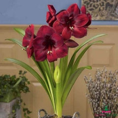 Amaryllis (Hippeastrum) Carmen Blooms Species Growing Bonsai Bulbs Roots Rhizomes Corms Tubers Potted Planting Reblooming Fragrant Garden Flower Seeds Plant  Size 12-16cm