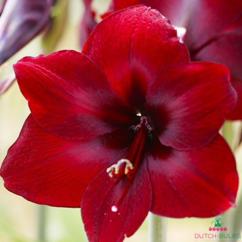 Amaryllis (Hippeastrum) Carmen Blooms Species Growing Bonsai Bulbs Roots Rhizomes Corms Tubers Potted Planting Reblooming Fragrant Garden Flower Seeds Plant  Size 12-16cm