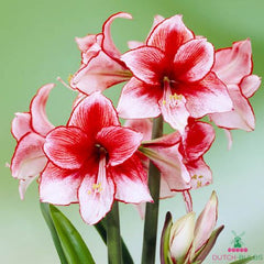 Amaryllis (Hippeastrum) Charisma Blooms Species Growing Bonsai Bulbs Roots Rhizomes Corms Tubers Potted Planting Reblooming Fragrant Garden Flower Seeds Plant  Size 12-16cm