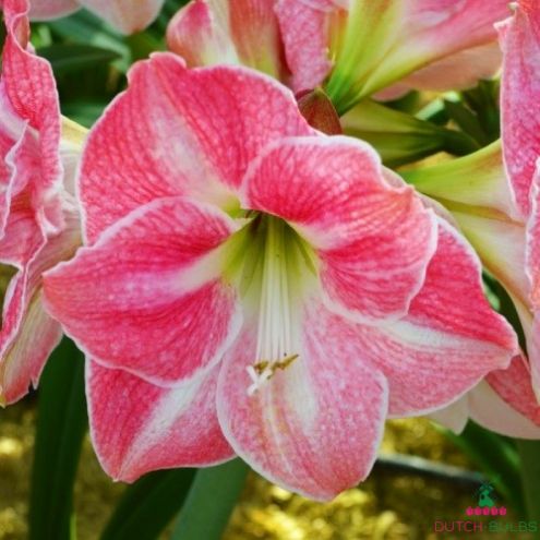 Amaryllis (Hippeastrum) Cherry Blossom Blooms Species Growing Bonsai Bulbs Roots Rhizomes Corms Tubers Potted Planting Reblooming Fragrant Garden Flower Seeds Plant  Size 12-16cm