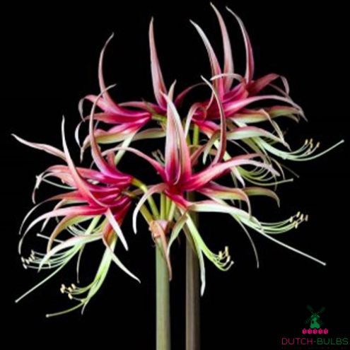 Amaryllis (Hippeastrum) Chico Blooms Species Growing Bonsai Bulbs Roots Rhizomes Corms Tubers Potted Planting Reblooming Fragrant Garden Flower Seeds Plant  Size 12-16cm