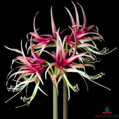 Amaryllis (Hippeastrum) Chico Blooms Species Growing Bonsai Bulbs Roots Rhizomes Corms Tubers Potted Planting Reblooming Fragrant Garden Flower Seeds Plant  Size 12-16cm