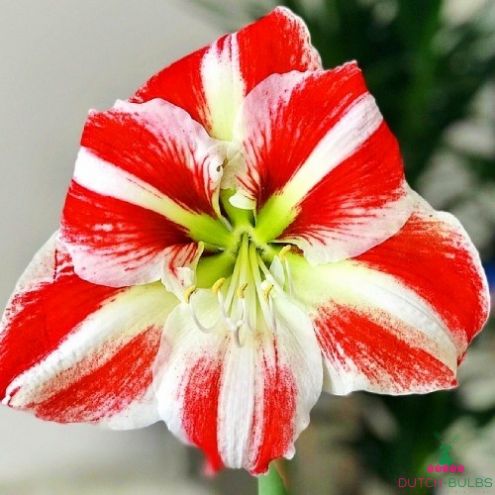 Amaryllis (Hippeastrum) Clown Blooms Species Growing Bonsai Bulbs Roots Rhizomes Corms Tubers Potted Planting Reblooming Fragrant Garden Flower Seeds Plant  Size 12-16cm